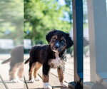 Small #2 Mutt