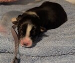 Small Photo #49 Australian Shepherd Puppy For Sale in SYLVA, NC, USA