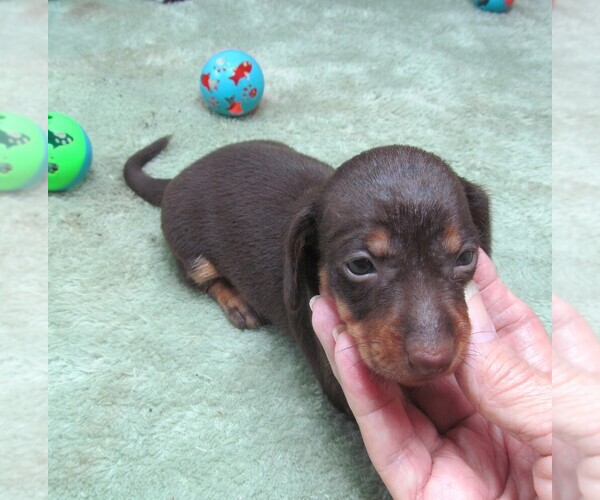 Medium Photo #2 Dachshund Puppy For Sale in RATTAN, OK, USA