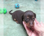 Small #1 Dachshund
