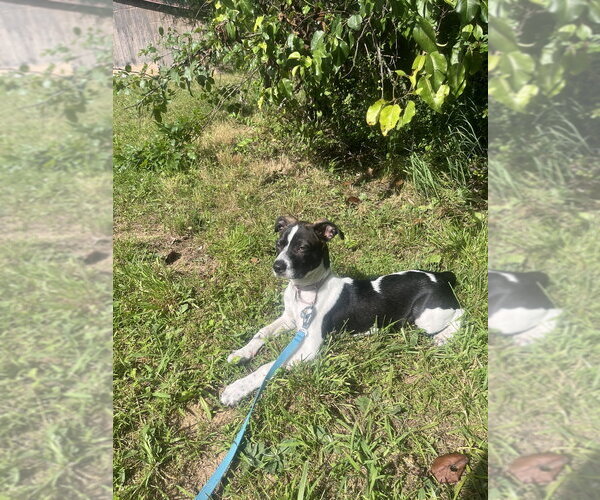 Medium Photo #5 Mutt Puppy For Sale in Candler, NC, USA