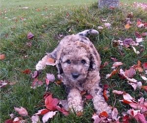 Bernedoodle Puppy for sale in GRAND RAPIDS, MI, USA