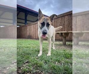 Anatolian Shepherd-Unknown Mix Dogs for adoption in Plano, TX, USA
