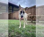 Small Anatolian Shepherd Mix