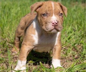 American Bully Puppy for Sale in JURUPA VALLEY, California USA
