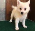 Small Photo #2 Japanese Spitz Puppy For Sale in HOLLYWOOD, CA, USA
