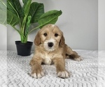 Small Photo #1 Goldendoodle (Miniature) Puppy For Sale in FRANKLIN, IN, USA