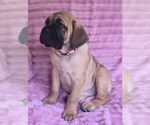 Small #5 Cane Corso