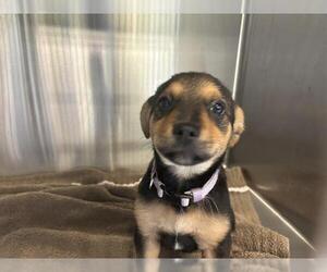 German Shepherd Dog-Unknown Mix Dogs for adoption in Grand Prairie, TX, USA