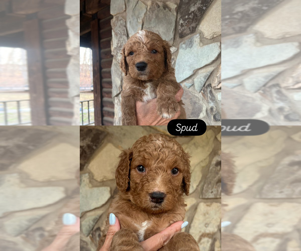 Medium Photo #1 Goldendoodle Puppy For Sale in SEAGROVE, NC, USA