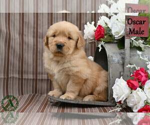 English Cream Golden Retriever Puppy for Sale in HARRISONBURG, Virginia USA