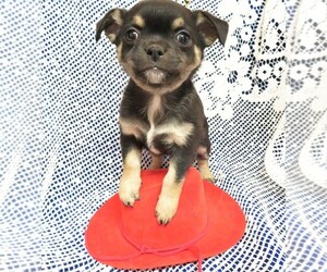 Chihuahua Puppy for sale in GROVESPRING, MO, USA