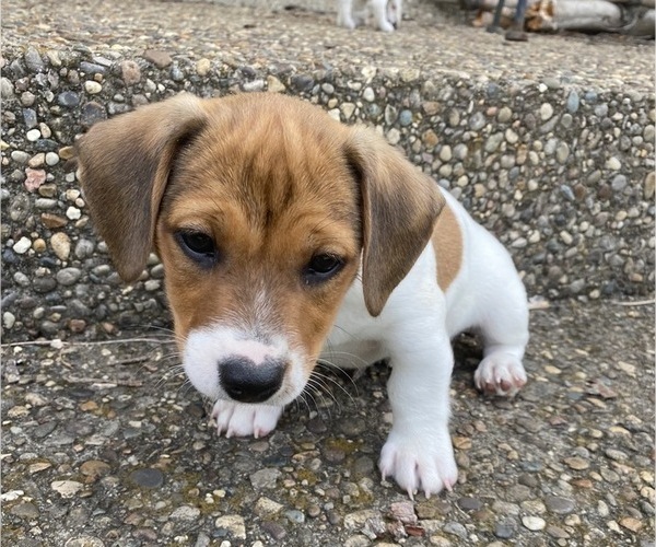 Medium Photo #3 Jack Russell Terrier Puppy For Sale in FERN CREEK, KY, USA