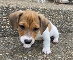 Small Photo #3 Jack Russell Terrier Puppy For Sale in FERN CREEK, KY, USA