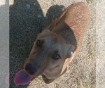 Small #13 American Pit Bull Terrier-Labrador Retriever Mix