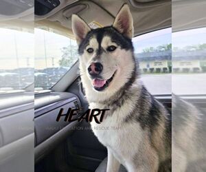 Siberian Husky Dogs for adoption in Severn, MD, USA