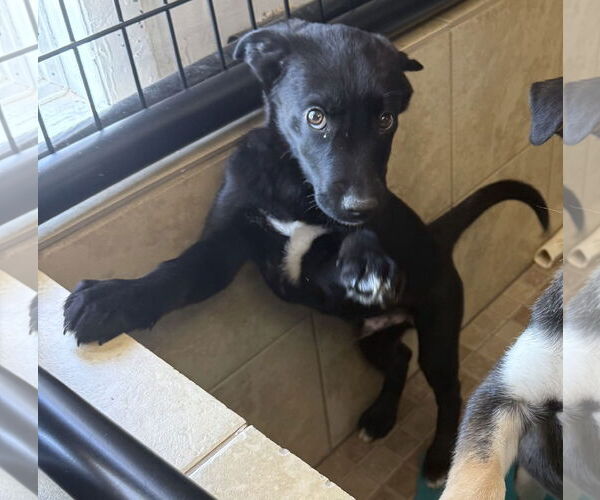 Medium Photo #1 Labrador Retriever-Unknown Mix Puppy For Sale in Pottstown, PA, USA