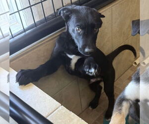 Labrador Retriever-Unknown Mix Dogs for adoption in Pottstown, PA, USA