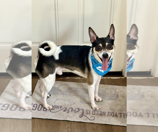Medium Photo #2 Rat-Cha Puppy For Sale in San Leon, TX, USA