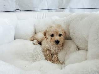 Medium Maltipoo