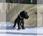Small Photo #1 Great Dane Puppy For Sale in APOPKA, FL, USA