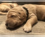Small Photo #11 Goldendoodle Puppy For Sale in CENTURIA, WI, USA