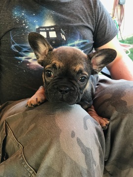 Medium Photo #4 French Bulldog Puppy For Sale in FRUITVALE, CO, USA