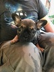 Small Photo #4 French Bulldog Puppy For Sale in FRUITVALE, CO, USA
