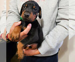 Puppy Black Male Doberman Pinscher