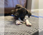 Small Photo #2 Plott Hound Puppy For Sale in Doylestown, PA, USA