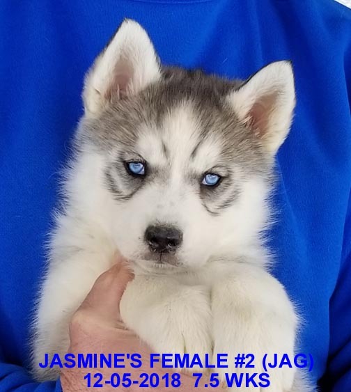 Medium Photo #14 Siberian Husky Puppy For Sale in MANILLA, IA, USA
