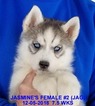 Small Photo #14 Siberian Husky Puppy For Sale in MANILLA, IA, USA
