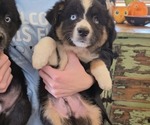 Mini Aussies - Female Miniature Australian Shepherd Puppy for Sale - Small photo
