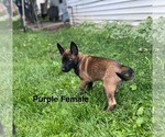Small Photo #1 Belgian Malinois Puppy For Sale in MILTON, WI, USA