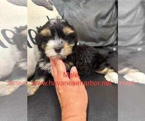 Havanese Puppy for Sale in MBORO, Tennessee USA