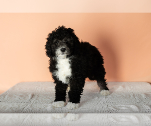 Miniature Bernedoodle-Poodle (Miniature) Mix Puppy for sale in SHIPSHEWANA, IN, USA