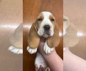 Basset Hound Puppy for sale in SAINT PETERSBURG, FL, USA