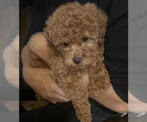 Poodle (Toy) Puppy for sale in STATEN ISLAND, NY, USA