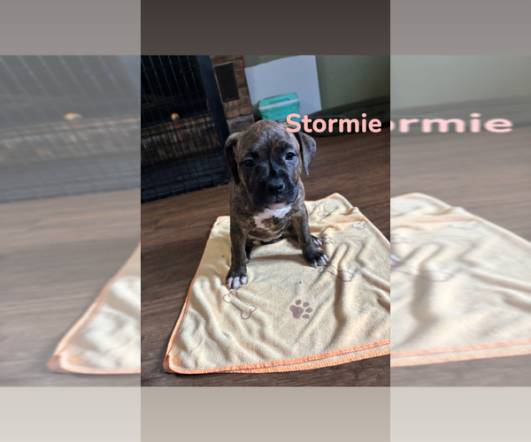 Medium Photo #3 American Bully-Boxer Mix Puppy For Sale in HAMMOND, IN, USA