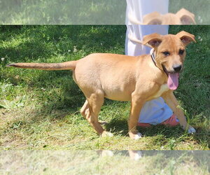 Labrador Retriever-Unknown Mix Dogs for adoption in Wetumpka, AL, USA