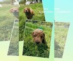 Small Photo #9 Goldendoodle Puppy For Sale in LEBANON, TN, USA