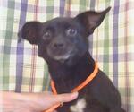 Small Chihuahua