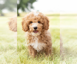Small Photo #8 Goldendoodle-Poodle (Miniature) Mix Puppy For Sale in SHIPSHEWANA, IN, USA