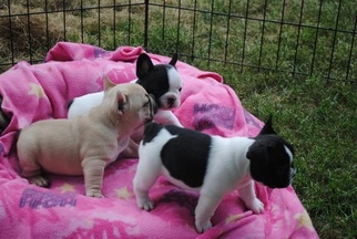 French Bulldog Dogs for adoption in SEATTLE, WA, USA