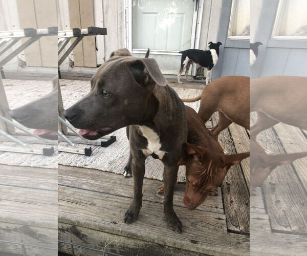 Medium Photo #8 American Pit Bull Terrier-Dachshund Mix Puppy For Sale in Thorndale, TX, USA