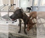 Small #7 American Pit Bull Terrier-Dachshund Mix