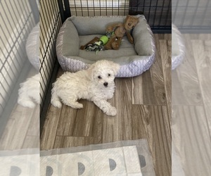 Maltese-Maltipoo Mix Puppy for sale in SAN BERNARDINO, CA, USA