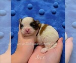 Image preview for Ad Listing. Nickname: Jax