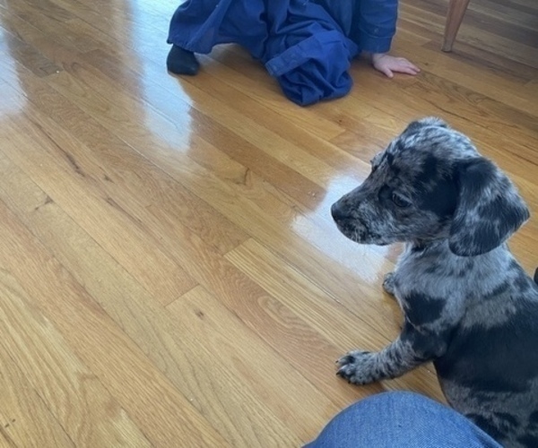 Medium Photo #1 French Bulldog-Goldendoodle Mix Puppy For Sale in LA VALLE, WI, USA
