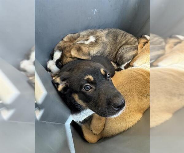 Medium Photo #1 German Shepherd Dog-Unknown Mix Puppy For Sale in San Antonio, TX, USA